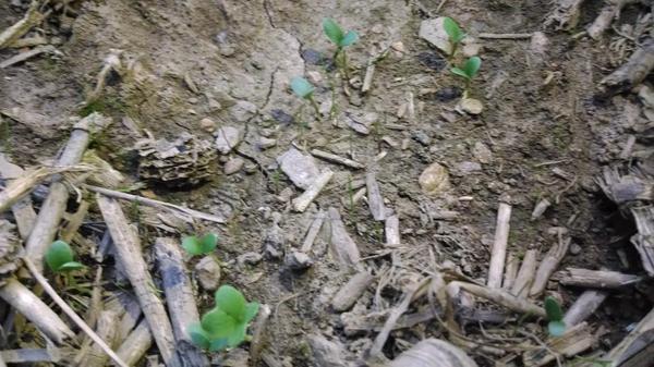 CoverCropCoach's tweet image. #tillageradish#rootmax annual ryegrass #crimsonclover into 30" beans 5 days after broadcast #covercrops #interseeding
