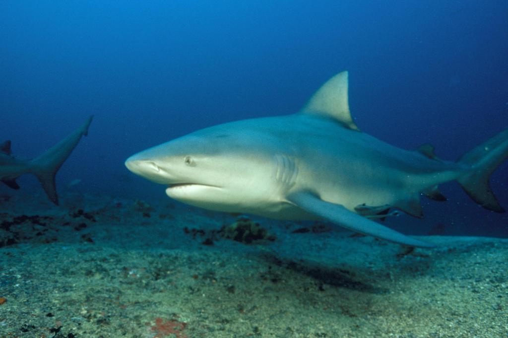 Animal Planet on Twitter: "Animal Face-Off: Hippo vs. Bull Shark [Watch