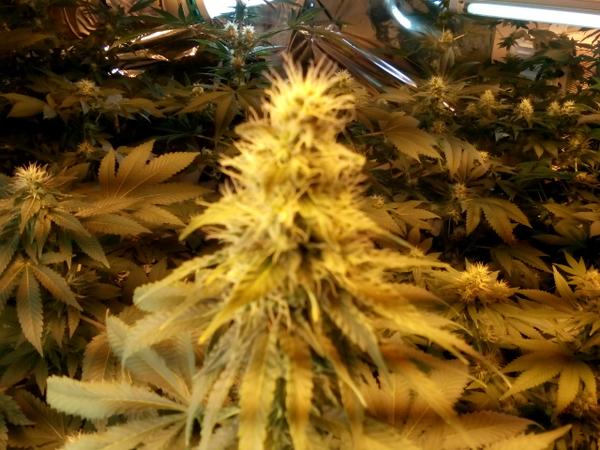 BestOnVideo's tweet image. Big Buds Newest Strain.......