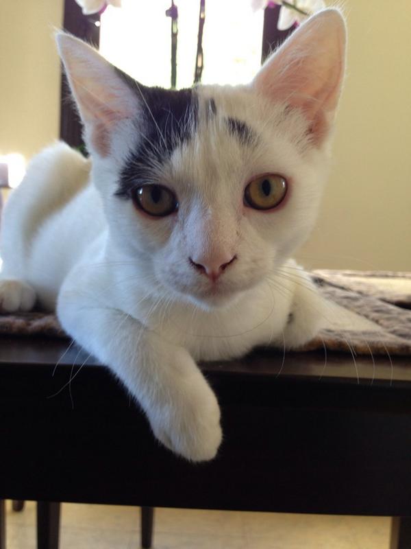 AADaddario's tweet photo. My new roommate is cool http://t.co/x0GhTS8iwx