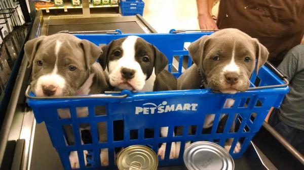 amandaallinder's tweet photo. Are these part of the buy two get one free special? #ecpetm #inspiredbypets http://t.co/yQWMuKZ3mK