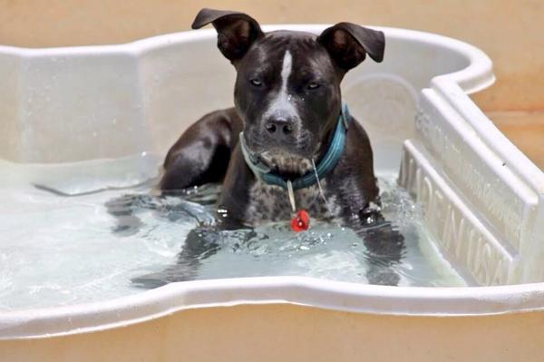 GoontarTheGreat's tweet photo. Look @porterthepittie, it's our brother!!! http://t.co/7daj4LnorR