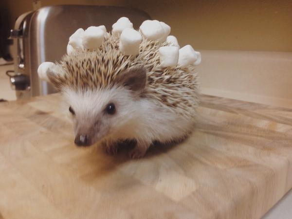 OfficialNala's tweet photo. I'm the life of the party at campfires http://t.co/gXEnmA2PLR