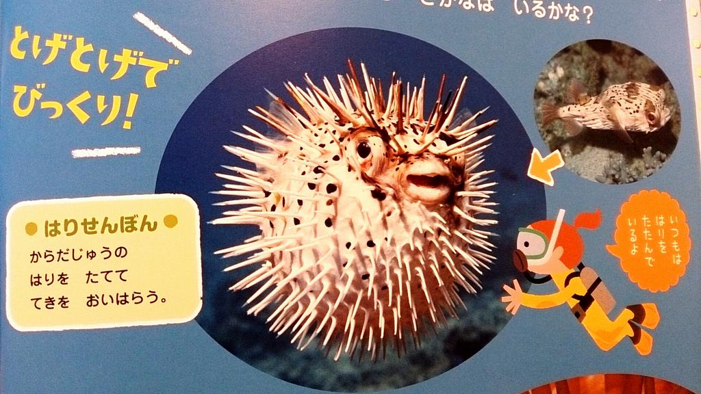Ako Nihongo Picnic 針 Hari Needle 千本 Senbon Thousand ハリセンボン Harisenbon Porcupinefish Http T Co Mn9f9dykil Twitter