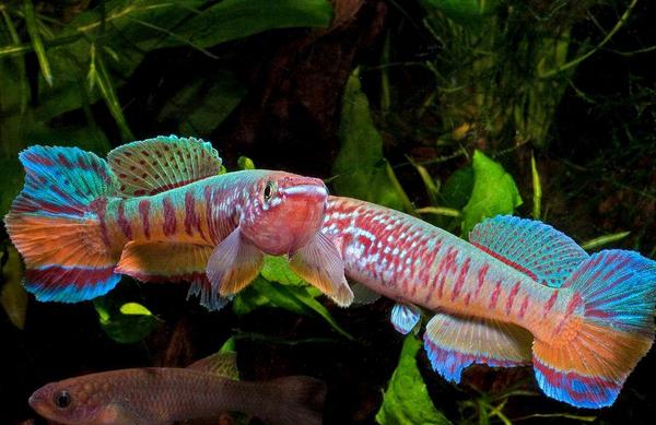 世界一美しい熱帯魚 در توییتر Fundulopanchax Sjoestetdi Niger Delta 3 熱帯魚 アクアリウム 美麗熱帯魚の紹介 Http T Co Xbroxfszoz