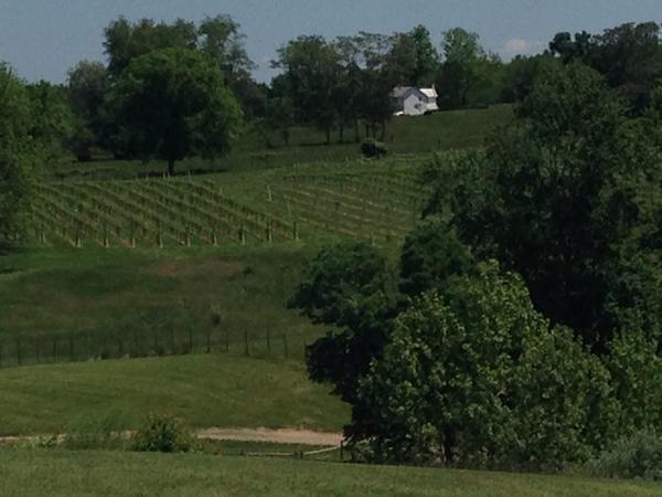 EscapeGrape's tweet photo. Thinking about a past wine adventure in Virginia at Barrel Oak Winery @pairedwell http://t.co/NS0UdtIw5C