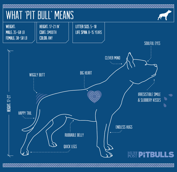 "@HuffPostGreen: This is what a pit bull's made of http://t.co/VGcd3VCZM9 (#PitBullWeek) http://t.co<a class="tags" target="_blank" title="On Twitter" href="/?out=eyJ0eXAiOiJKV1QiLCJhbGciOiJIUzUxMiJ9.eyJpYXQiOjE3MjE1OTIxNzQsImlzcyI6InR3cG9ybnN0YXJzLmNvbSIsIm5iZiI6MTcyMTU5MjE3NCwiZXhwIjoxNzUzMTI4MTc0LCJyZWRpcmVjdF91cmwiOiJodHRwczovL3R3aXR0ZXIuY29tL0h1ZmZQb3N0R3JlZW4ifQ.4vcmi6Z3K0ph4K-CCJYXBA4s0VPJtDRcTc1GBJunTaUt2xhpKuPLW5muJRMF6GmtYFQNbHsXjFXIPwDgIUTfOA">@HuffPostGreen</a><a href="/tag/pitbullweek"class="tags"><span>#pitbullweek</span></a>