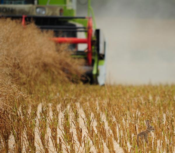 a great pic of oilseed rape harvest from Roger Jones in Carlow (no bunnies were harmed in the making of this tweet)