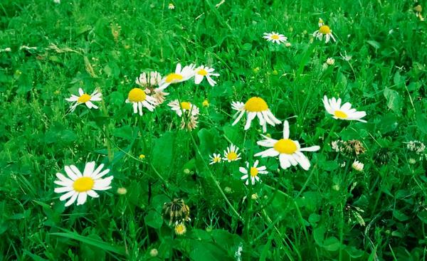 SouthAngleFarm's tweet photo. #100daysofnature #Chamomile carpet! http://t.co/yN0rY5kMgC