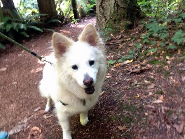 Runthosedogs's tweet image. Happy Friday ! #trailrunning #dogsarefamily #dogrunner #TGIF #lovemyjob