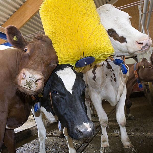 NYFarmer's tweet photo. “@DeLaval: A happy cow is a productive cow  #HappyCows #CowLongevity http://t.co/6vd4IEWWvZ http://t.co/f7gxjMqg8M” (cow self- brusher