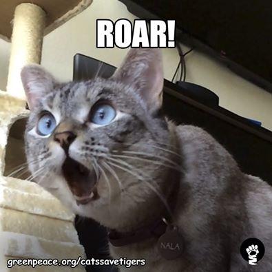 thenaturalpetco's tweet photo. I'm a kitty! Hear me... http://t.co/gp2Hjv9bZ9