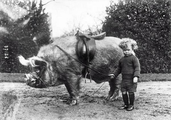 HistoryInPics's tweet photo. Pig rider, 1930s http://t.co/gUTvFXpn6L