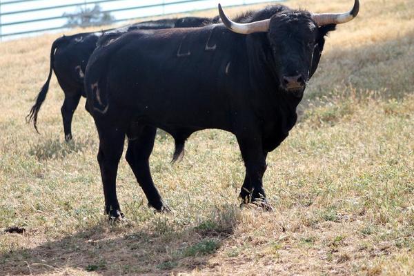 TAURIA_SL's tweet photo. MARCHAMALO (GU): Novillo de "GUADALMENA" para las suelta nocturna del dia 22. http://t.co/aWjDk0uTZY