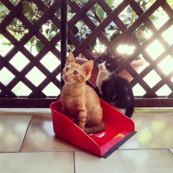 CUTEPlCS's tweet image. cute cats!! &amp;lt;3