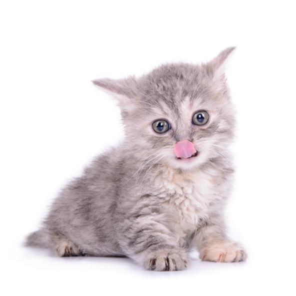 CUTEPlCS's tweet image. cute kitten!! &amp;lt;3