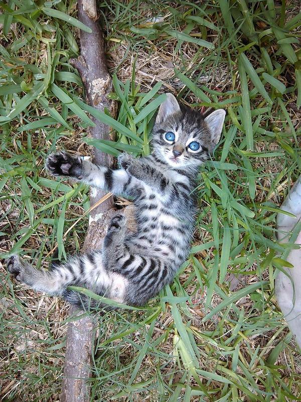 1207nancy's tweet photo. @BabyAnimalPics my cute little, merry http://t.co/sjfrtk2cvB