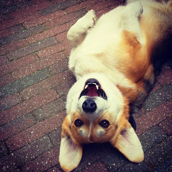 CorgiClub's tweet image. Say hi to Nelson, today&apos;s corgi of the day! Be sure to show him some love with your votes: bit.ly/1o5Pow2