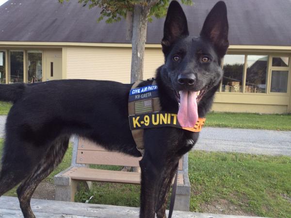 K9Greta's tweet photo. Greta after tonight's training http://t.co/Xu6dAAWIo9