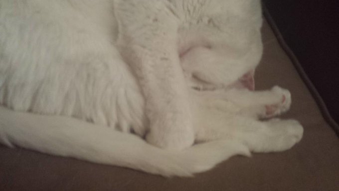 Wish I could curl up and sleep like this. http://t.co/cPb1j4pkNE<a href="/tag/medicalmarijuana"class="tags"><span>#medicalmarijuana</span></a>