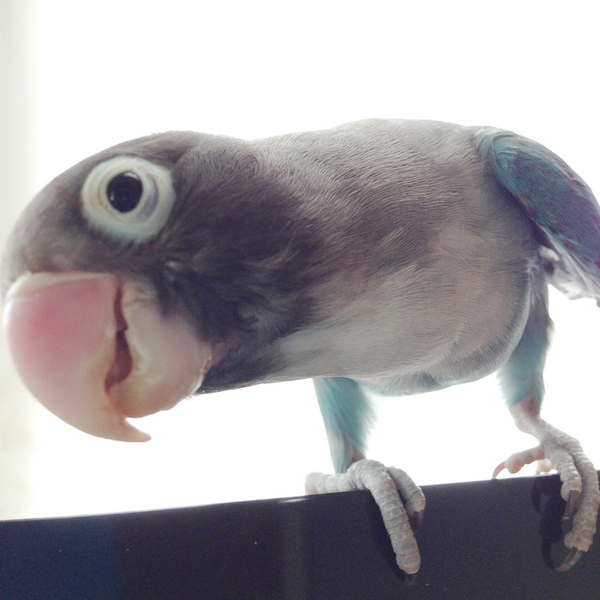 Birdstory_japan tweet picture