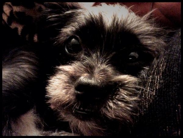 TimeHealthJoy's tweet photo. Bailey snuggling with his mom :-) #puppy http://t.co/C7DyQrlo1b