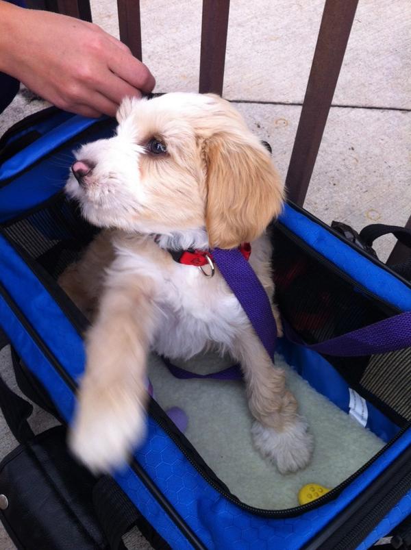 TaijaWarbelow's tweet photo. Encountering such cuteness makes any day better. http://t.co/oYNDnILekm