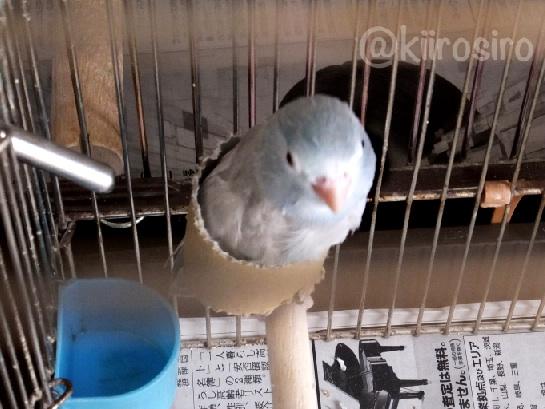 kiirosiro tweet picture