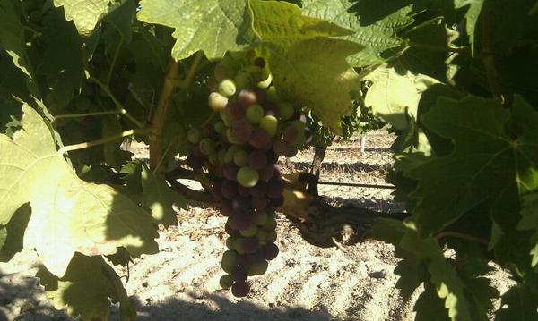 Bodegas Verderrubi tweet media