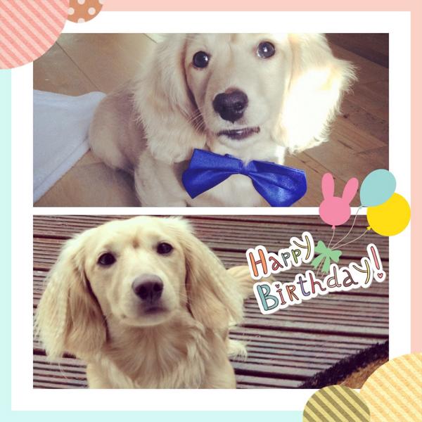 DannyJohnLaw's tweet photo. Bentley is 1 today. Only 15 years till he can learn to drive!! #Sausagedog #minidachshund #englishcreamdachshund http://t.co/XgDnoDMf8O