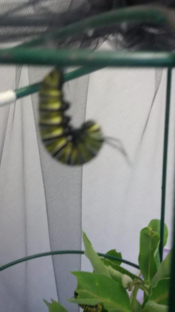 TDSBScience's tweet image. Wow MTN workshop @Brickworks