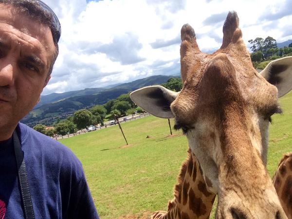 tiempobrasero's tweet photo. Os manda recuerdos Moreno, jirafa macho del parque de naturaleza de Cabárceno. ¡Fabuloso lugar! @cant_infinita http://t.co/UGWjMLpaUF