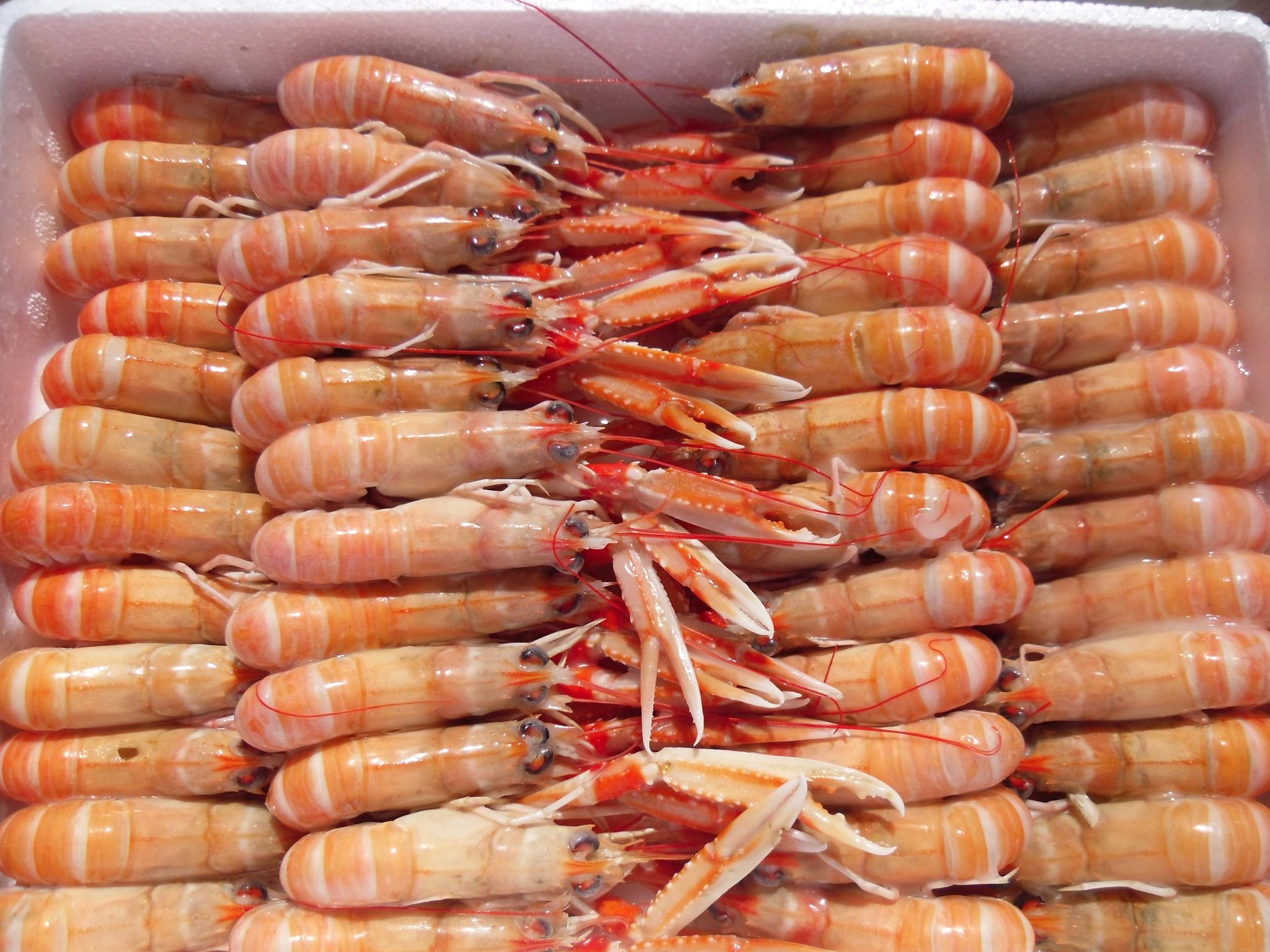 Whitelink Seafoods on Twitter "Beautiful frozen langoustine available