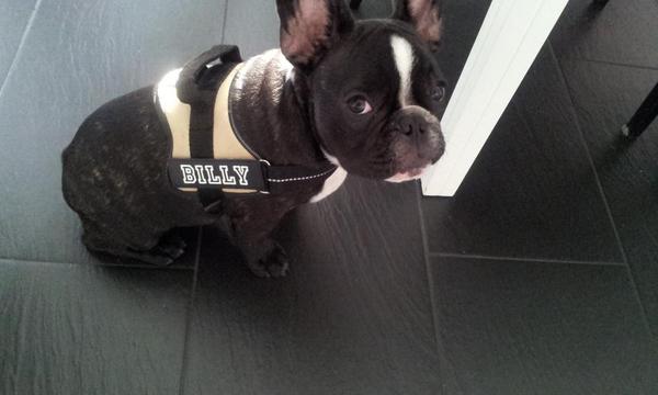 frenchiebilly's tweet image. Billy is so proud of his nameplate♡♥♡