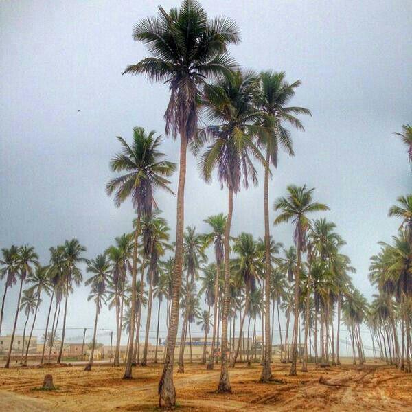 oman_old's tweet photo. الصورة ليست في جزر المحيط الهادي 
تم تصوير الصورة اليوم في شاطئ الحافة  / خريف صلالة 2014 http://t.co/Om0VRVv7fS