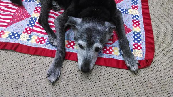 JanSmit28759756's tweet photo. Last week my dog, Mary Prankster, lost her battle with liver cancer, she was 17. I'm devastated. http://t.co/gwL0pT408U