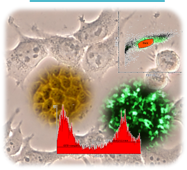 beaconbio's tweet photo. INSCRIPCIÓN ABIERTA para el #curso de #cultivo celular de @beaconbio. Sept-14 en @pcmMadrid. http://t.co/wwfEaENnqg http://t.co/YPaWyBBkyK