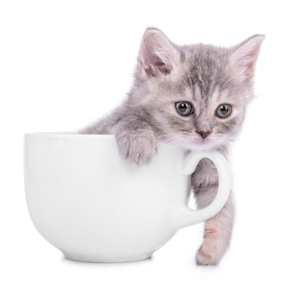 CUTEPlCS's tweet image. cute kitten!! &amp;lt;3