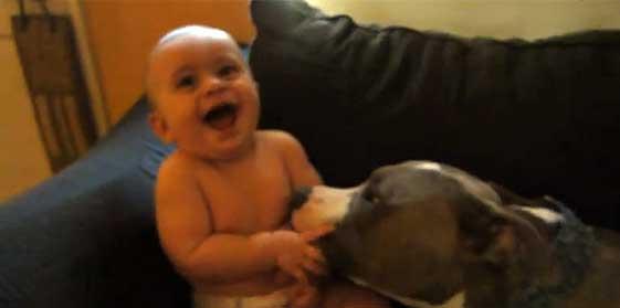 La Nacion Ar Twitter Adorable Un Pitbull Provoca Un Ataque De Risa A Un Bebe Http T Co 5k80drzfsf Http T Co Q9kx3miigw Twitter La Nacion Ar Twitter Adorable Un Pitbull Provoca Un Ataque De Risa A Un Bebe Http T Co 5k80drzfsf Http T Co Q9kx3miigw Twitter