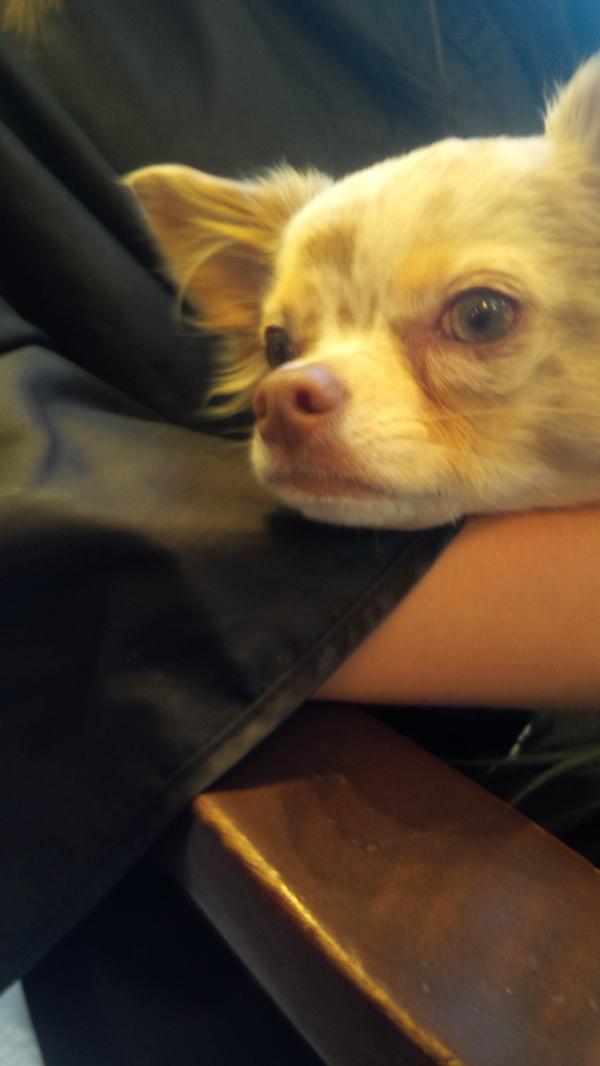 BrookieZuj's tweet photo. Dog support at the hair salon. #thisiswhyilovewhistler #dogfriendly http://t.co/jzuNdjYvzy