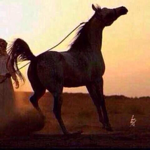 مهره وعنيده ولا أحدن عسفهآ
مثل الظبي من ظلها صابها جفال

كم فارسن وده بقضبة رسنها
ماغرها مدح ولا شعر ينقال