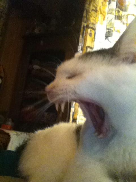 happylittlekat's tweet photo. @forestgamer64 bitch I will fight you to the death http://t.co/Unjx9d4TX0