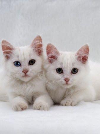catsworldlife's tweet photo. Solid white Turkish Angora cats with one or two blue eyes are prone to deafness in one or both ears. #cats #cat http://t.co/h2UYTdgJEB