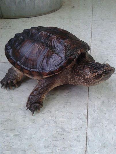 TRWildlifePark's tweet photo. Myrtle the Turtle out for a walk while her tank is being cleaned. Do you think we need a leash? http://t.co/Ikb7MrfRA3