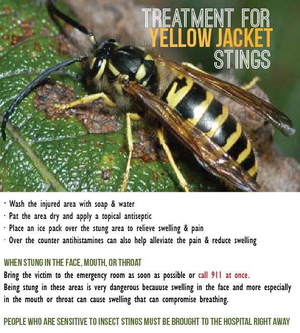 AskUNHExtension's tweet photo. Treatment for #YellowJacket stings and Controlling #Wasps, #Bees &amp; #hornets Around Your Home. http://t.co/CRIKP54Qub http://t.co/u72vW2jU75