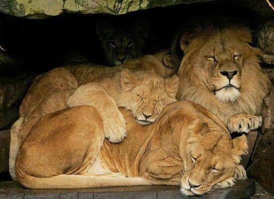 Kiss100kenya's tweet photo. Even Kings Cuddle
#TGIF #KissBreakfast http://t.co/oZI6G3lNCR