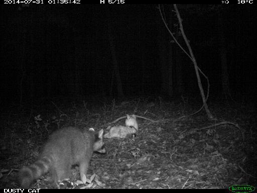 mnsRoPo's tweet photo. I hope I'm that popular *snort* RT @camtraplive:  What does the raccoon do when he investigates Dusty? Runs! http://t.co/U1bEm859L6