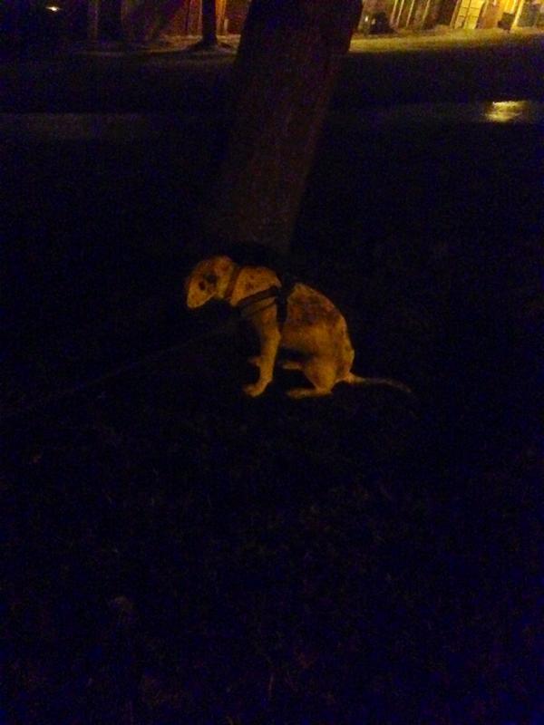 DogJuno tweet picture