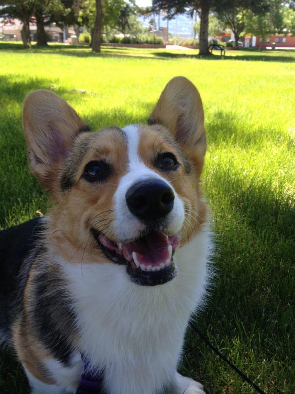 CorgiClub's tweet image. The lovely Ms. Aspen enjoying her summer vacation in Utah!