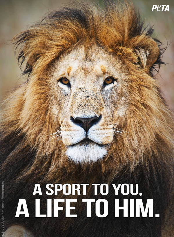 peta's tweet photo. #BanHunting: Because killing an intelligent animal like HIM will never be OK. RT if you agree! http://t.co/KpUj0qdcDT